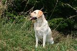 LABRADOR 1259